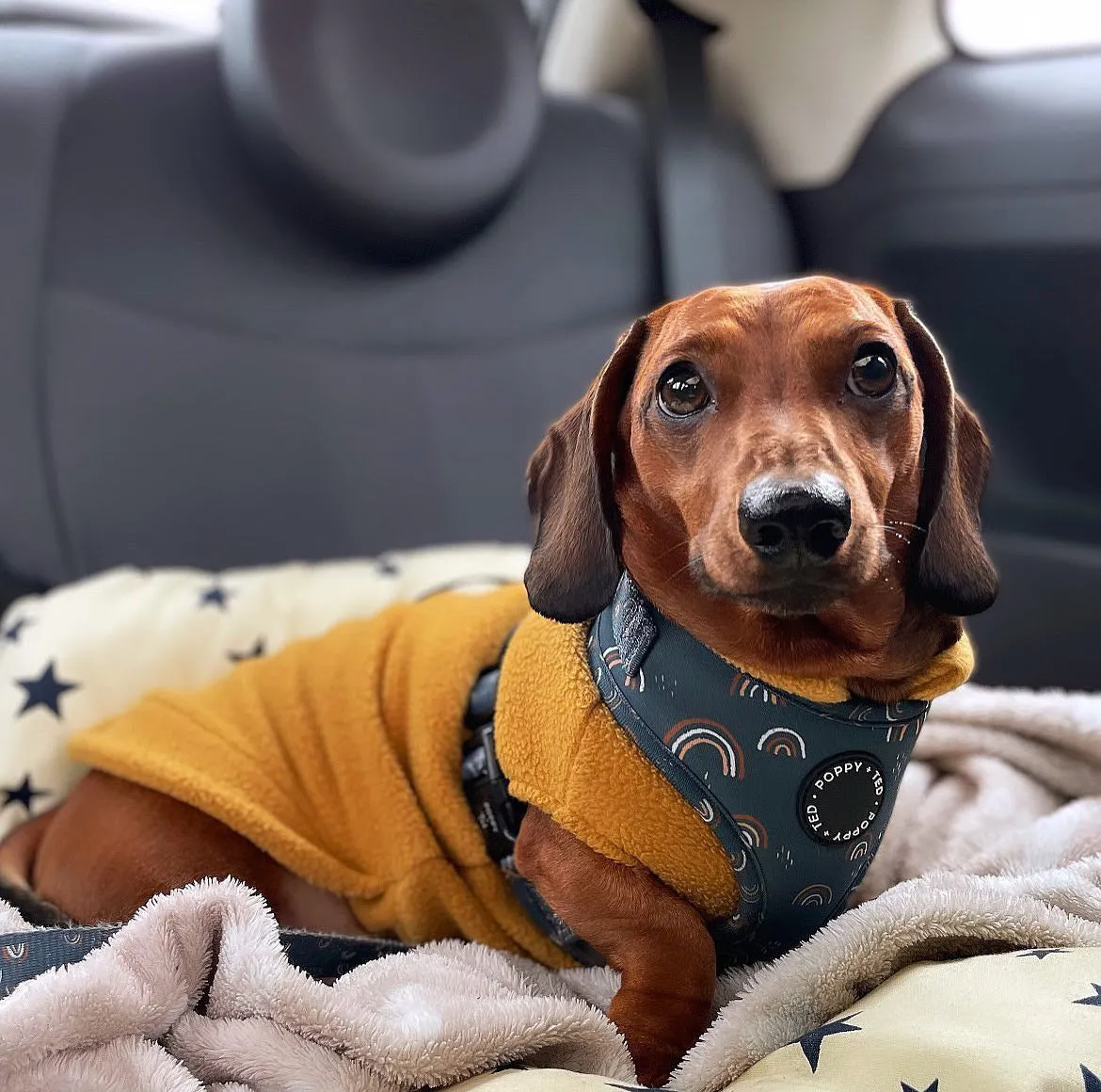 Dachshund Fleece Jumper