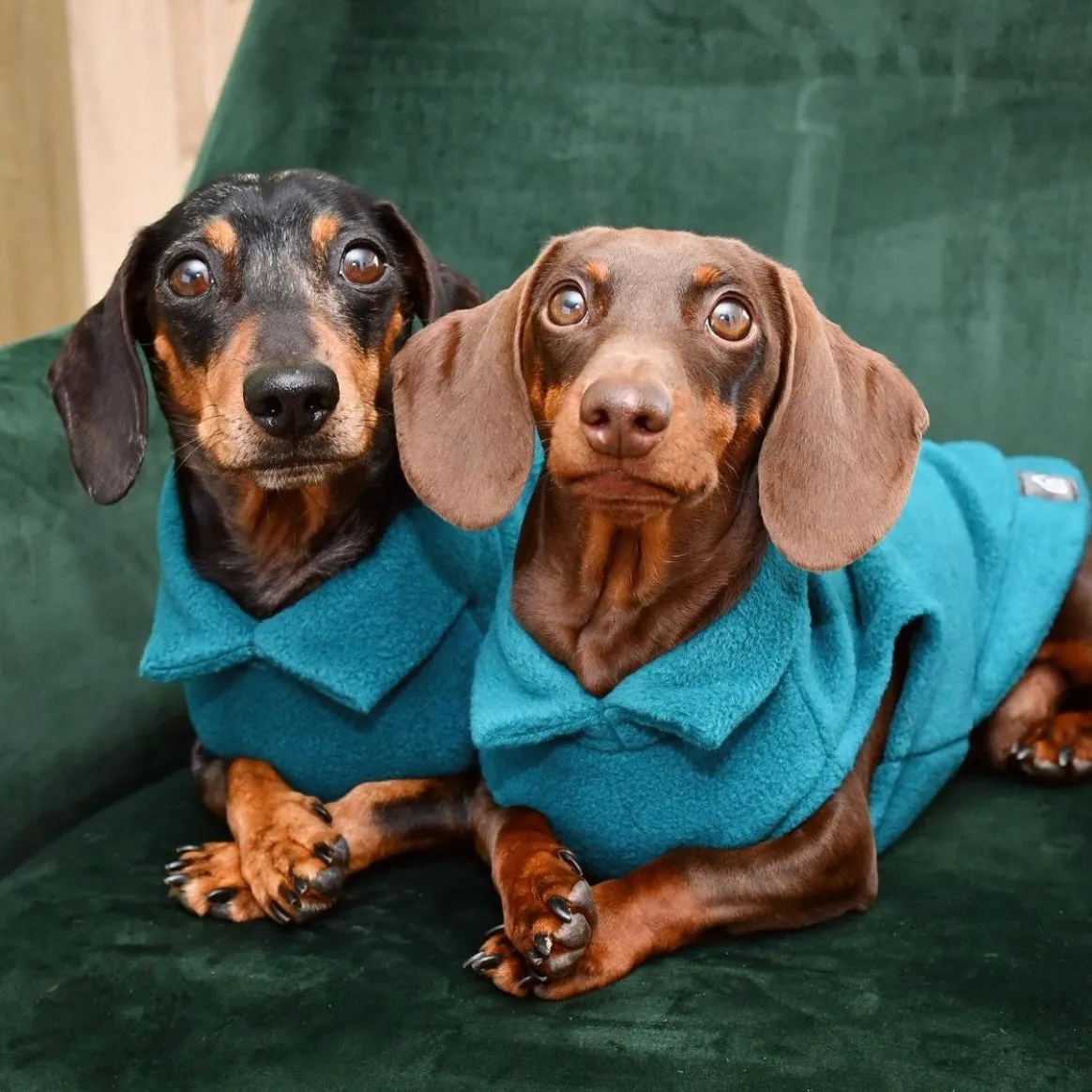 Dachshund Fleece Jumper