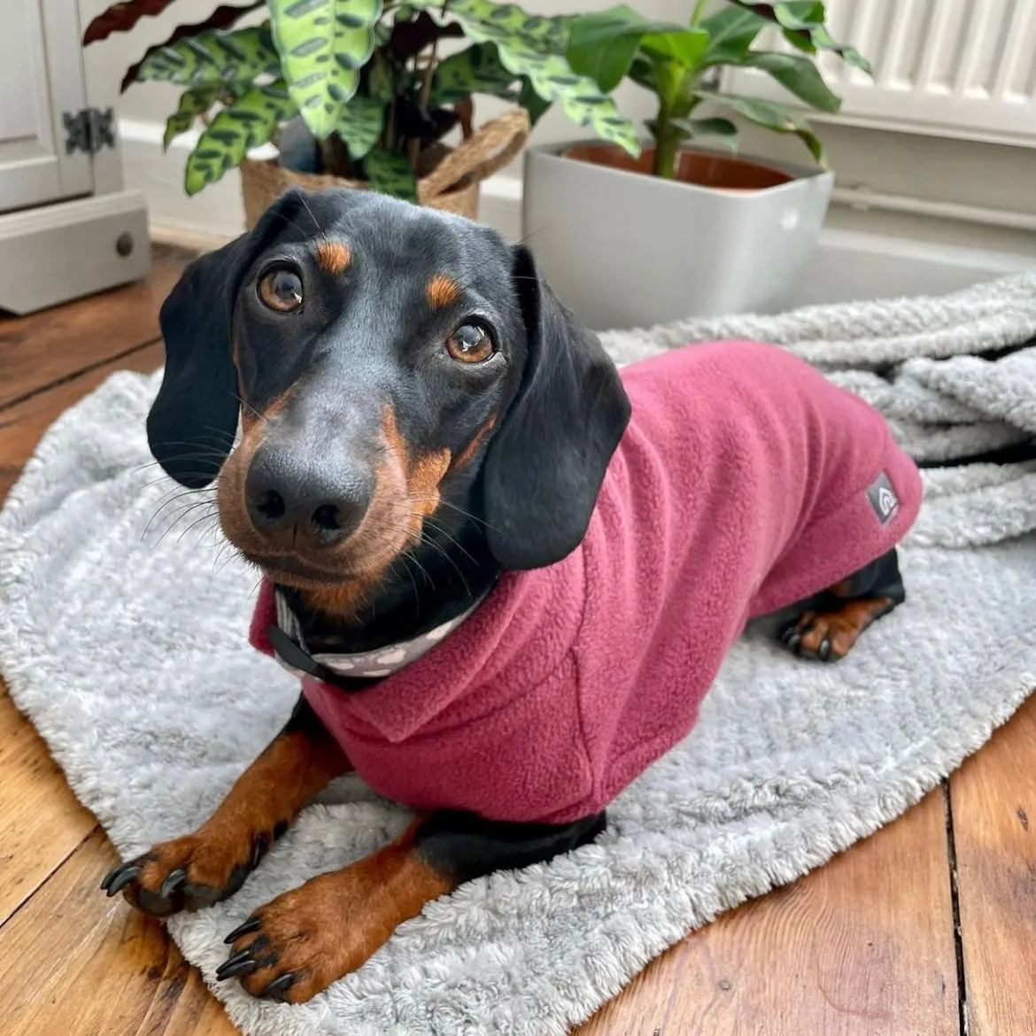 Dachshund Fleece Jumper