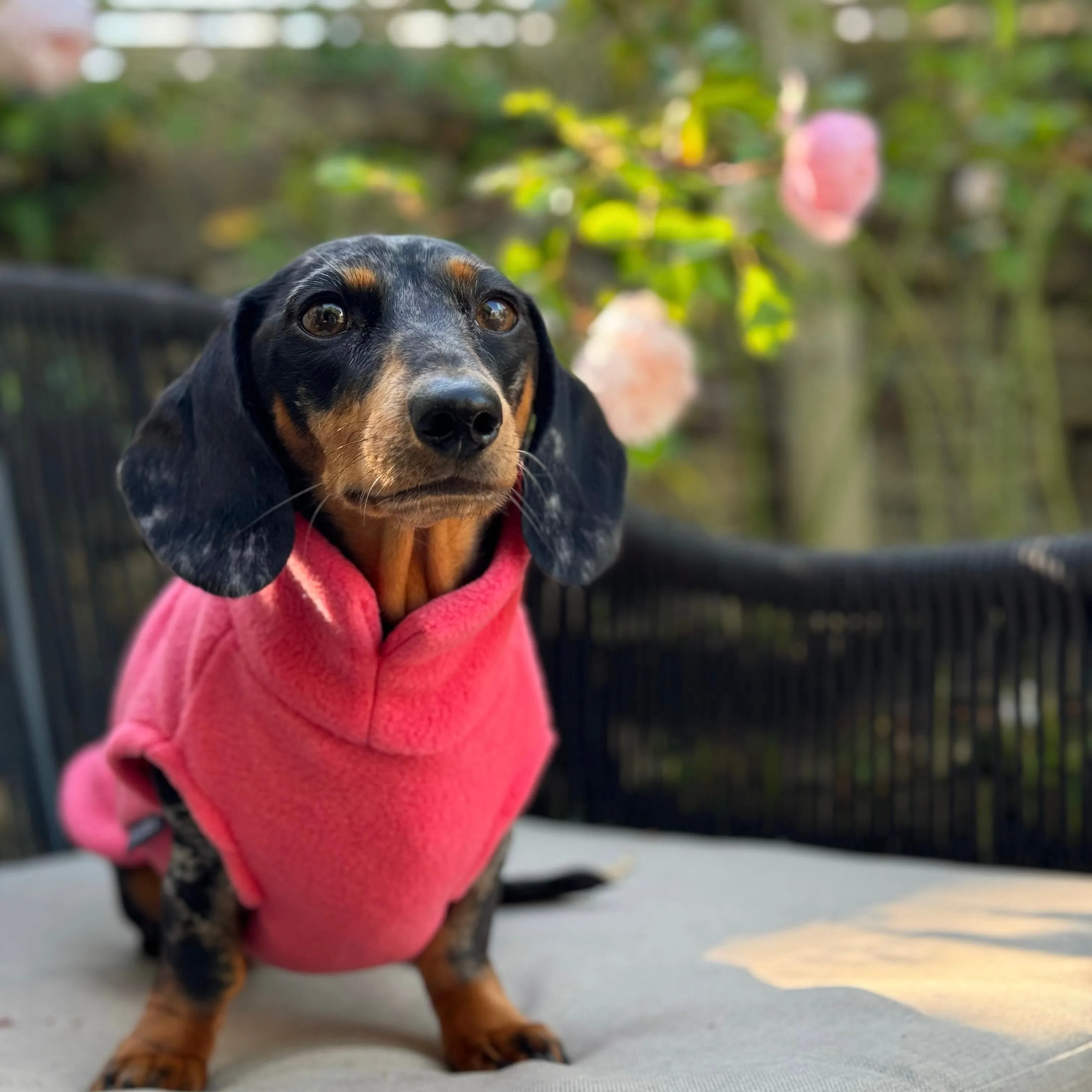 Dachshund Fleece Jumper