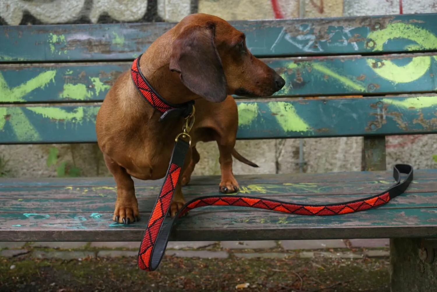Dog collar Madrid