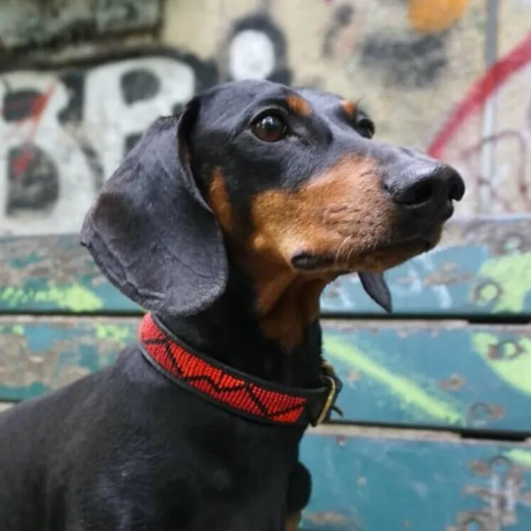 Dog collar Madrid